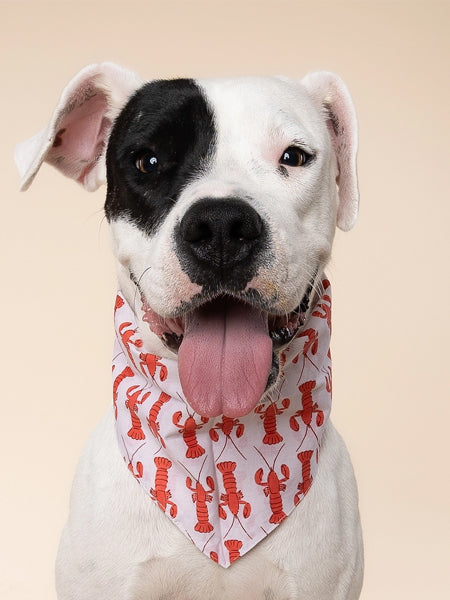 Bandana pour chien - Lobstah - The Paws