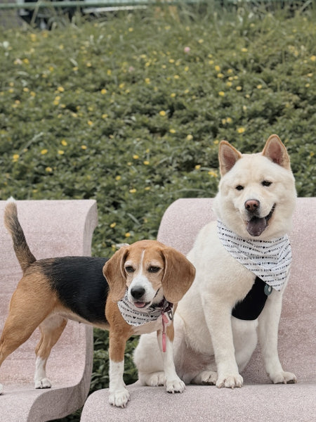Bandana pour chien - Mama's Boy - The Paws