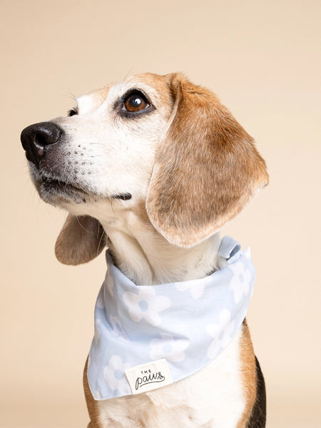 Bandana pour chien - Noah - The Paws