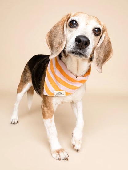 Bandana pour chien - Nusa - The Paws