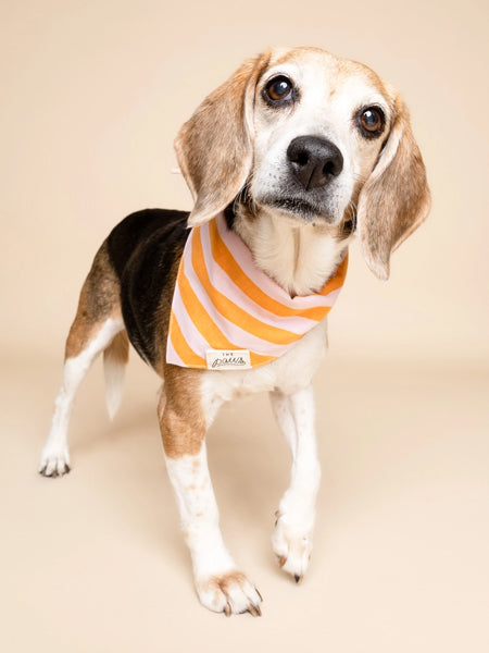 Bandana pour chien - Nusa - The Paws