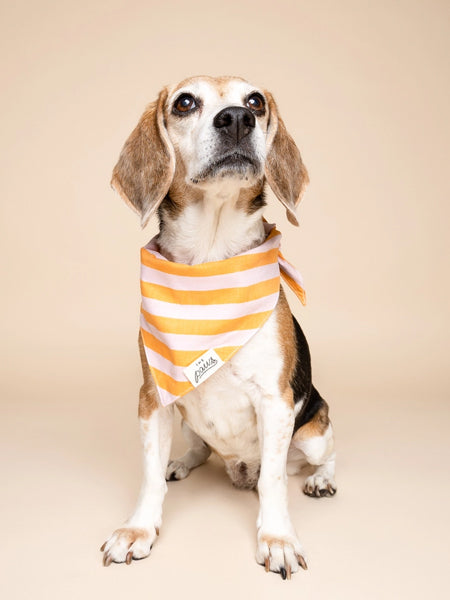 Bandana pour chien - Nusa - The Paws