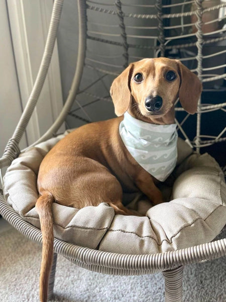 Bandana pour chien - Motif Surf 🏄🏻‍♀️ - The Paws