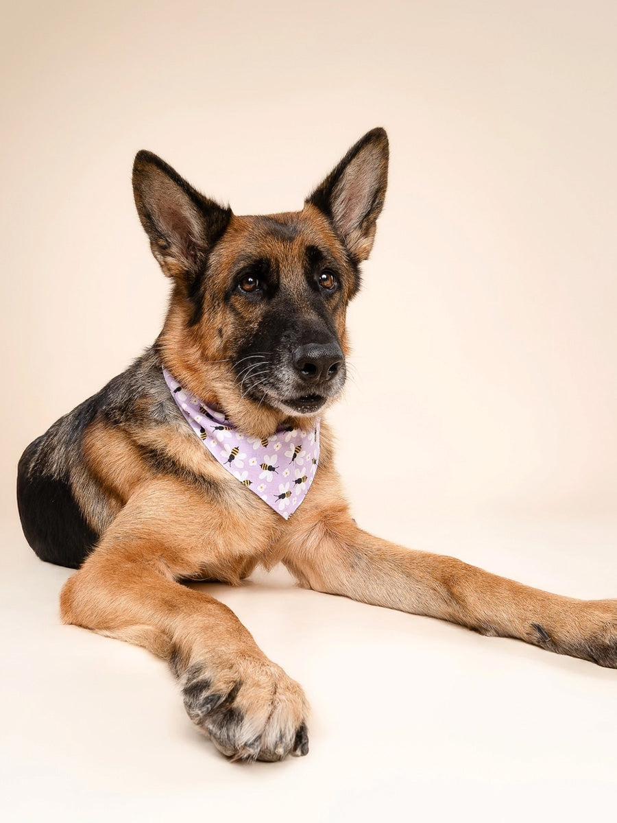 Bandana pour chien - Abeille - The Paws