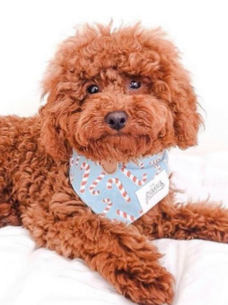 Bandana de Noël pour chien - Motif Candyland Bleu - The Paws