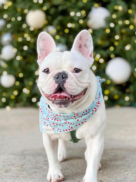 Bandana de Noël pour chien - Motif Candyland Bleu - The Paws
