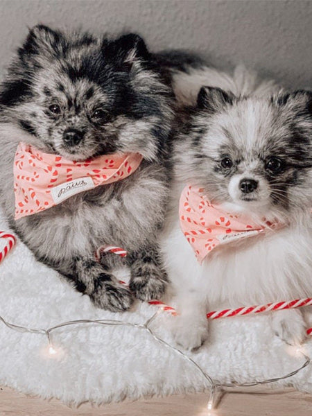 Bandana de Noël pour chien - Motif Candyland Rose - The Paws