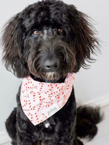 Bandana de Noël pour chien - Motif Candyland Rose - The Paws