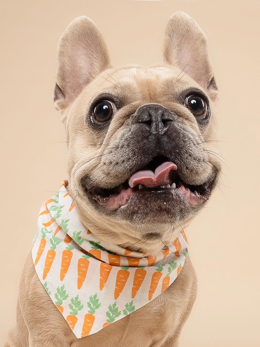 Bandana pour chien - Carotte (Crunch) - The Paws