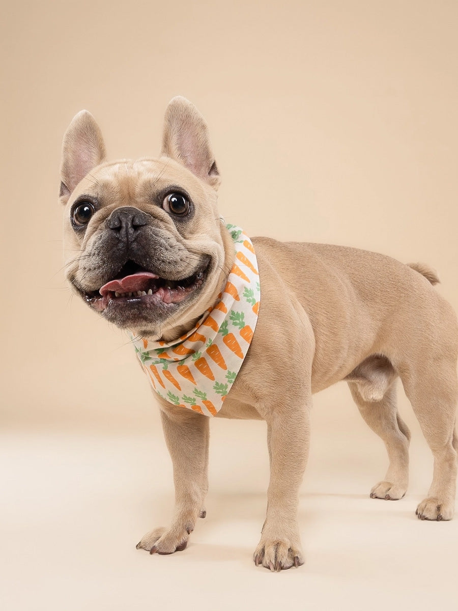 Bandana pour chien - Carotte (Crunch) - The Paws