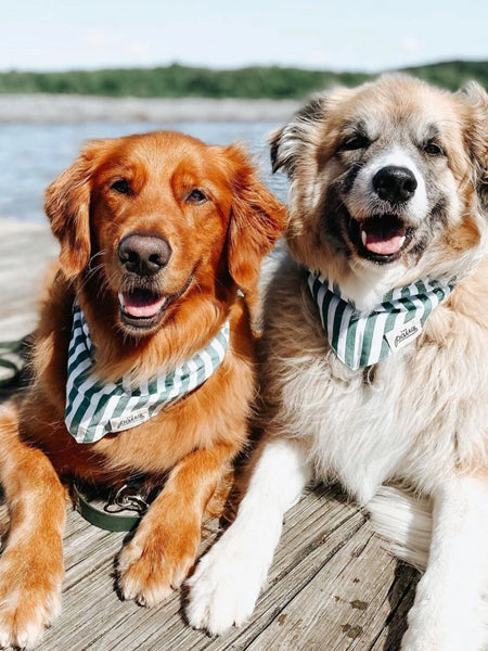 Bandana pour chien - Motif Crew à rayure - The Paws