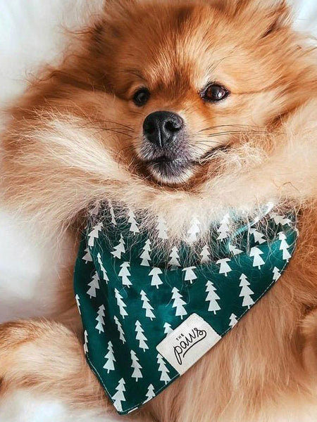 Bandana pour chien - Motif Forest Sapin - The Paws