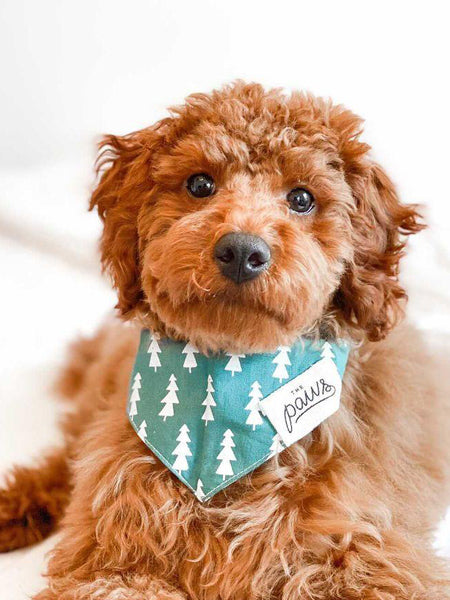 Bandana pour chien - Motif Forest Sapin - The Paws