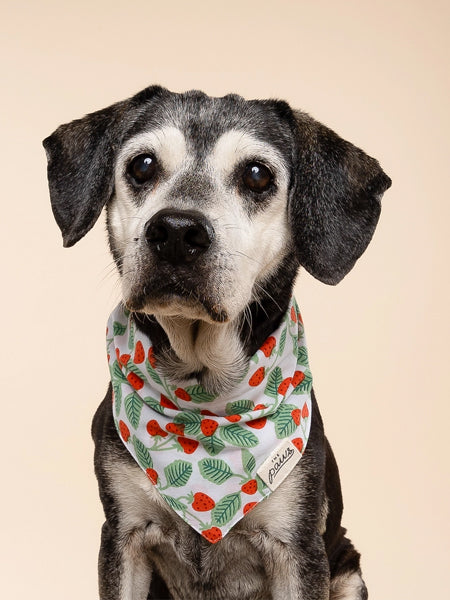 Bandana pour chien - Henley - The Paws