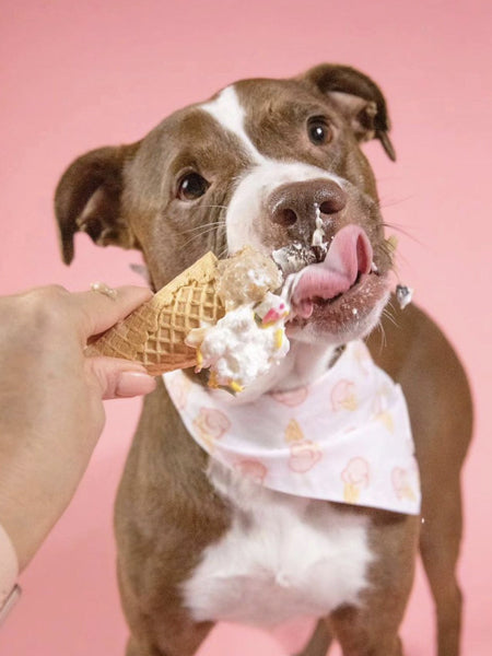 Bandana pour chien - Motif Ice Cream 🍦 - The Paws