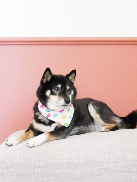 Bandana pour chien - Motif Gummi 🧸 - The Paws
