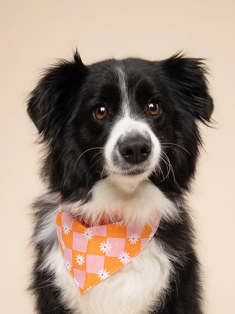 Bandana pour chien - Hula - The Paws