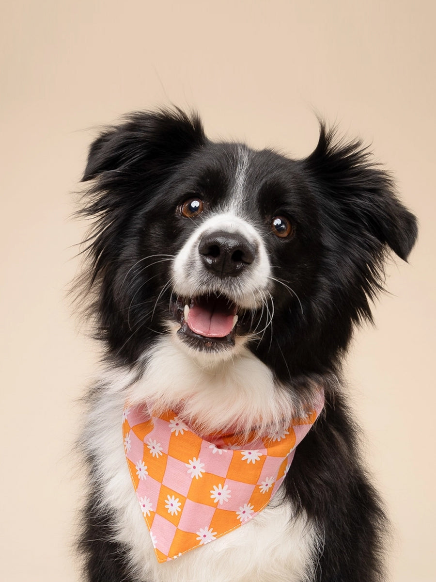 Bandana pour chien - Hula - The Paws