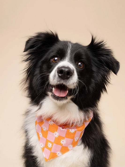 Bandana pour chien - Hula - The Paws