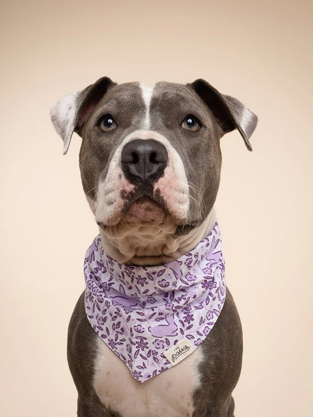 Bandana pour chien - Lapin de Pâques - The Paws
