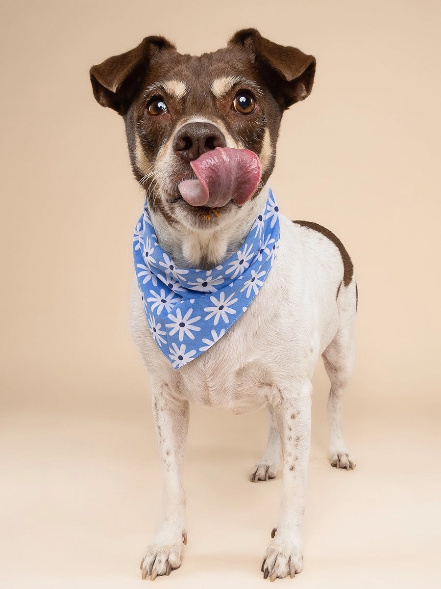 Bandana pour chien - Lyla - The Paws