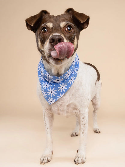 Bandana pour chien - Lyla - The Paws