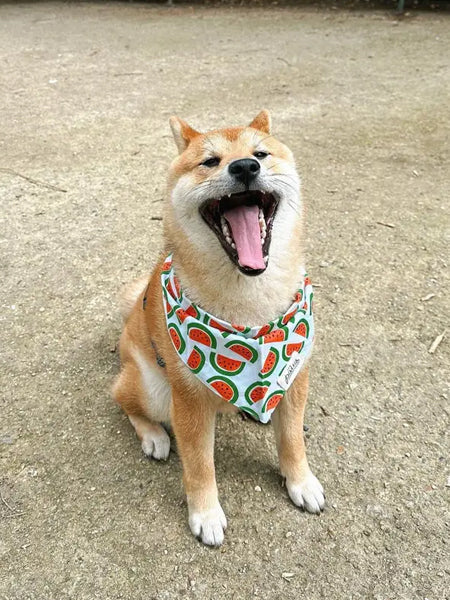 Bandana pour chien - Motif Pastèque 🍉 - The Paws
