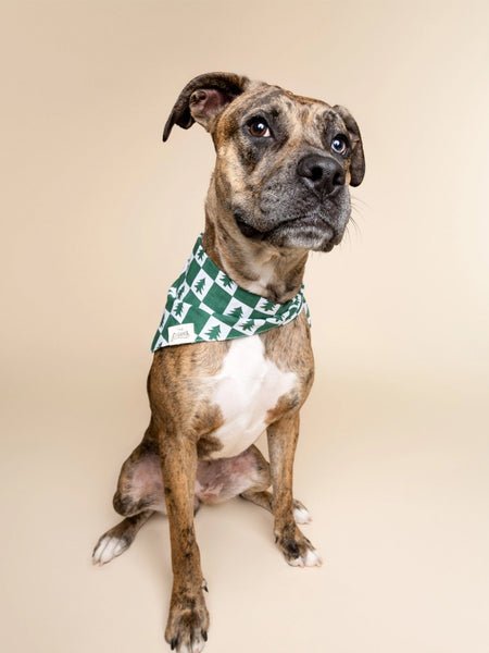 Bandana d'Hiver pour chien - Spruce 🌲 - The Paws
