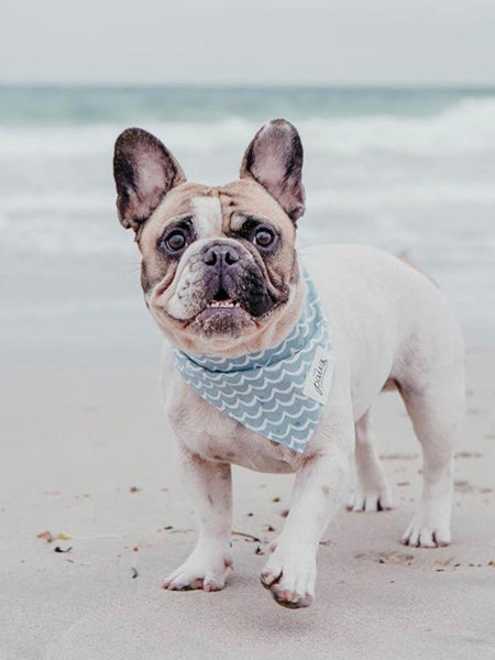 Bandana pour chien - Motif Vague - The Paws