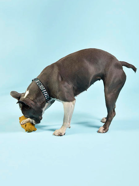 Jouet pour chien en latex - Wursty Pig - United Pets