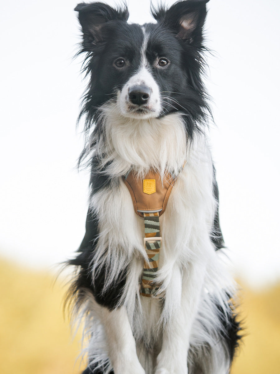 Harnais original pour chien motif Cloudbeam - Woolly Wolf