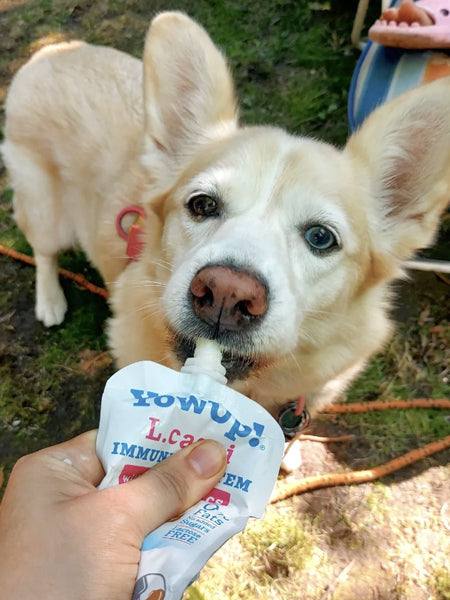 Yaourt à boire pour chien - Boost immunitaire à la Dinde🦃 - Yow Up !