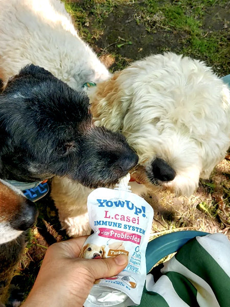 Yaourt à boire pour chien - Boost immunitaire à la Dinde🦃 - Yow Up !