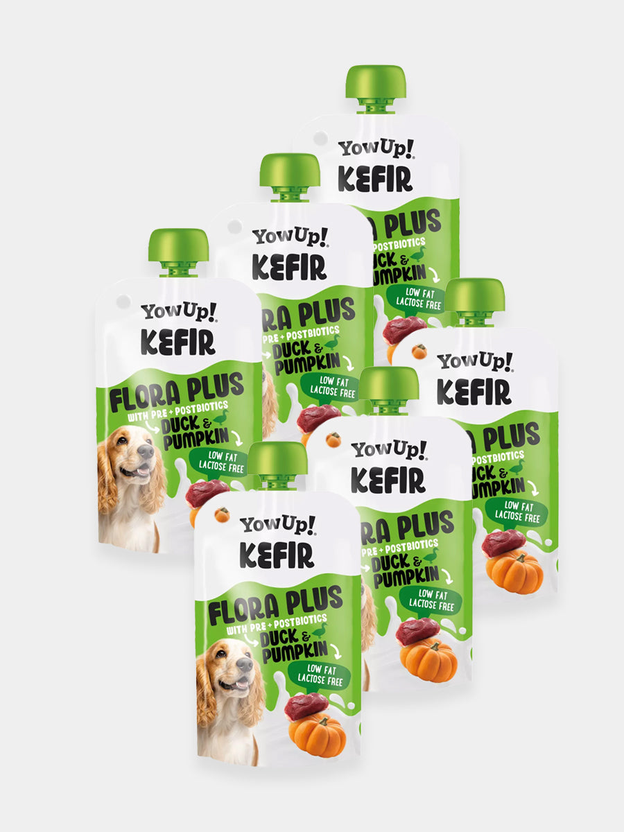 Kéfir à boire pour chien - Canard 🦆 et Citrouille - Yow Up !