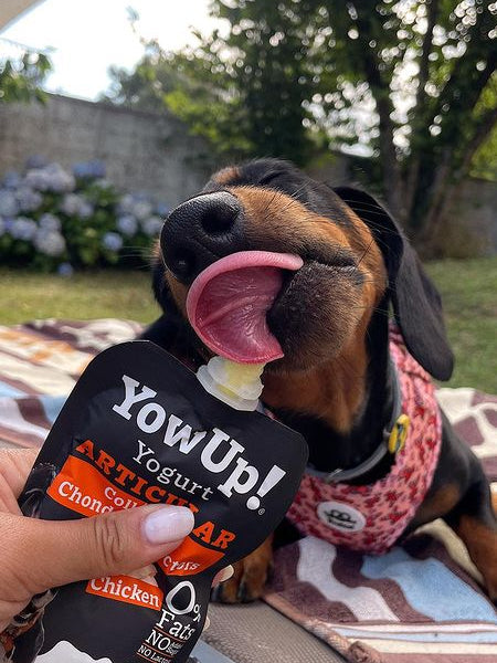 Yaourt à boire pour chien - Articulations goût poulet 🐓 - Yow Up !