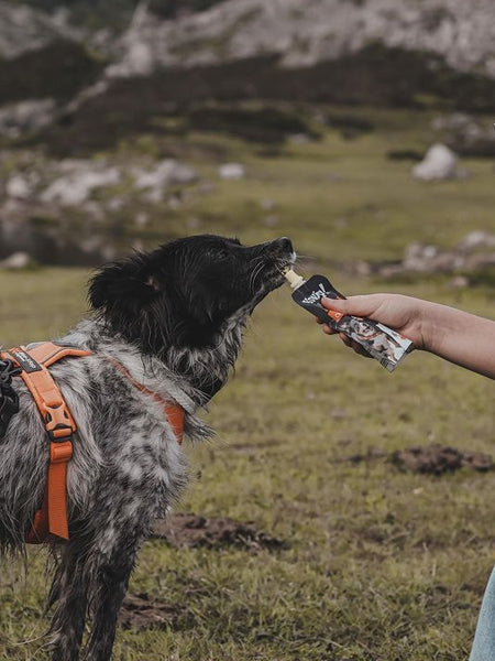 Yaourt à boire pour chien - Articulations goût poulet 🐓 - Yow Up !