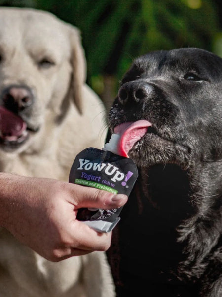 Yaourt à boire pour chien