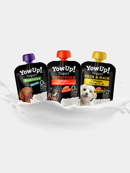 Yaourt à boire pour chien