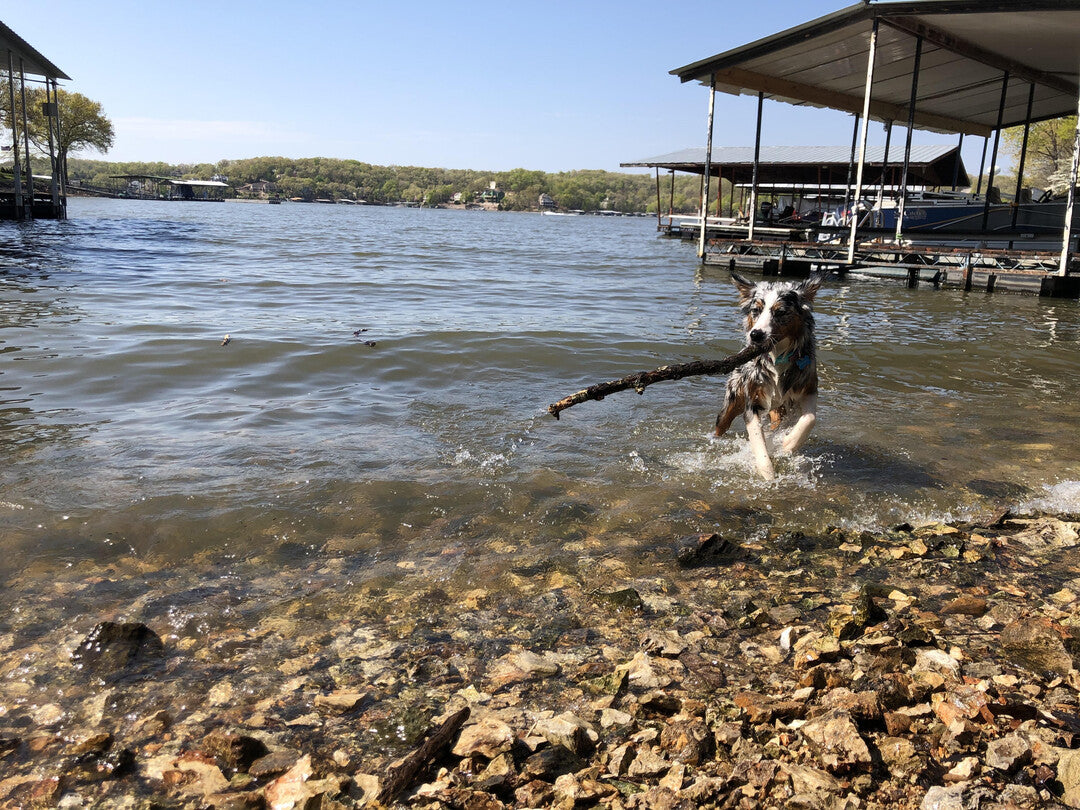 Un chien qui joue avec un bâton au bord d'un lac