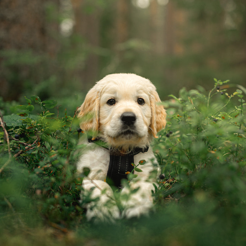 Un chiot curieux dans l'herbe