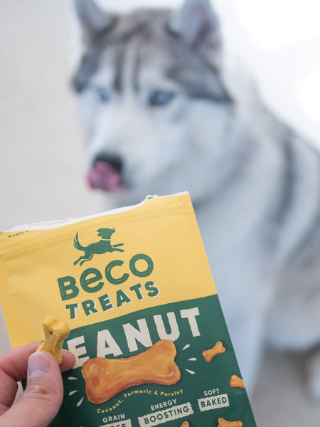 Friandises pour chien