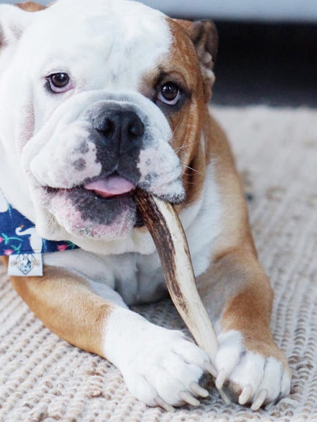 Bois de cerf à mâcher naturel pour chien