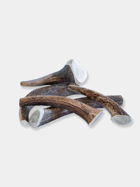 Bois de cerf à mâcher naturel pour chien