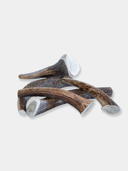Bois de cerf à mâcher naturel pour chien