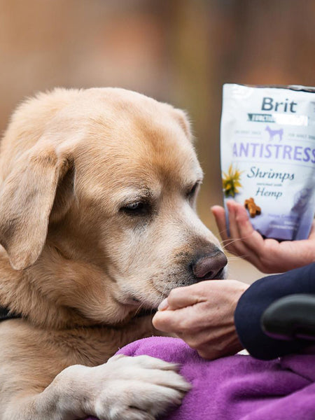 Friandises pour chien
