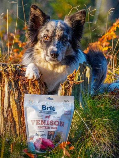 Friandises pour chien