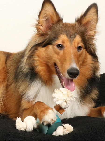 Balle en caoutchouc et corde pour chien - Levi Bleu Lagon