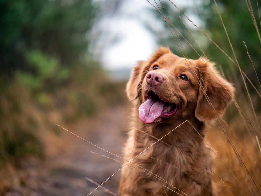 Chien heureux dans les hautes herbes