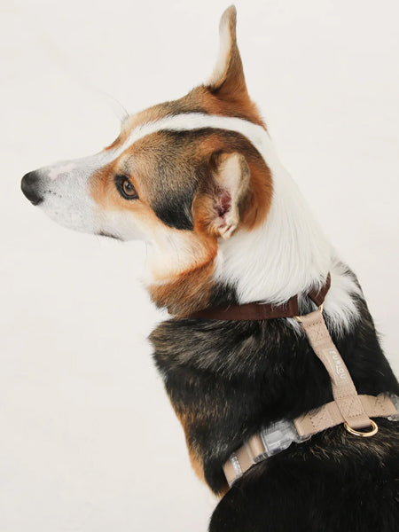Harnais pour chien - Puppaccino - Furlou