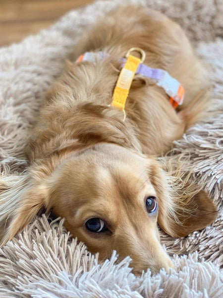 Harnais pour chien - Rainbow - Furlou